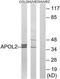 Apolipoprotein L2 antibody, TA312421, Origene, Western Blot image 