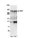 Achaete-scute homolog 1 antibody, NB100-93290, Novus Biologicals, Western Blot image 