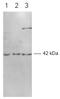 p42-MAPK antibody, AP09076SU-N, Origene, Western Blot image 