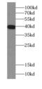 67 kDa laminin receptor antibody, FNab04689, FineTest, Western Blot image 