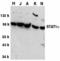 Signal transducer and activator of transcription 1 antibody, MBS151336, MyBioSource, Western Blot image 