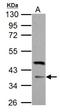 F-box only protein 8 antibody, NBP2-16453, Novus Biologicals, Western Blot image 