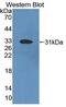 CO4 antibody, abx130746, Abbexa, Western Blot image 