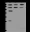 Regulator of nonsense transcripts 3B antibody, 204361-T42, Sino Biological, Western Blot image 