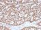 Estrogen Receptor 1 antibody, AE00273, Aeonian Biotech, Immunohistochemistry frozen image 