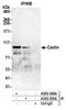 Cactin, Spliceosome C Complex Subunit antibody, A303-350A, Bethyl Labs, Immunoprecipitation image 