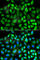 Erk1 antibody, A0228, ABclonal Technology, Immunofluorescence image 