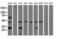 Quinolinate Phosphoribosyltransferase antibody, LS-C115489, Lifespan Biosciences, Western Blot image 