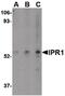 SP110 Nuclear Body Protein antibody, PA5-20460, Invitrogen Antibodies, Western Blot image 