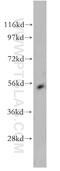Eukaryotic Translation Elongation Factor 1 Gamma antibody, 10165-1-AP, Proteintech Group, Western Blot image 