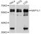 Nucleosome Assembly Protein 1 Like 1 antibody, abx126217, Abbexa, Western Blot image 