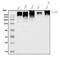 Utrophin antibody, A02194-1, Boster Biological Technology, Western Blot image 