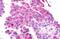 Metabotropic glutamate receptor 2 antibody, NLS892, Novus Biologicals, Immunohistochemistry paraffin image 