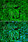 rRNA 2 -O-methyltransferase fibrillarin antibody, A1136, ABclonal Technology, Immunofluorescence image 