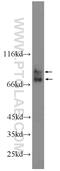 FACL4 antibody, 22401-1-AP, Proteintech Group, Western Blot image 