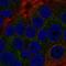Protein Tob2 antibody, HPA016603, Atlas Antibodies, Immunofluorescence image 