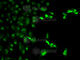 Fc-gamma RI antibody, A1197, ABclonal Technology, Immunofluorescence image 