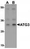 Ubiquitin-like-conjugating enzyme ATG3 antibody, TA320002, Origene, Western Blot image 