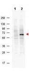 Dug antibody, TA319574, Origene, Western Blot image 