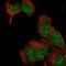 Exostosin Like Glycosyltransferase 2 antibody, HPA068921, Atlas Antibodies, Immunocytochemistry image 