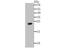 Glutathione Peroxidase 1 antibody, NBP2-76857, Novus Biologicals, Western Blot image 