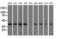 3-Hydroxyisobutyryl-CoA Hydrolase antibody, LS-C115317, Lifespan Biosciences, Western Blot image 
