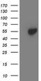 Aminoacylase 1 antibody, TA503190, Origene, Western Blot image 