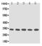 Tissue Factor Pathway Inhibitor 2 antibody, PA5-80114, Invitrogen Antibodies, Western Blot image 