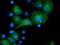 DnaJ Heat Shock Protein Family (Hsp40) Member A2 antibody, LS-C115631, Lifespan Biosciences, Immunofluorescence image 