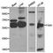 Fatty Acid Amide Hydrolase antibody, orb191470, Biorbyt, Western Blot image 