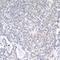 Ubiquitin Specific Peptidase 1 antibody, IHC-00391, Bethyl Labs, Immunohistochemistry frozen image 