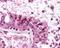 Melanoma-associated antigen C1 antibody, 49-721, ProSci, Immunohistochemistry frozen image 