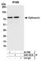 Optineurin antibody, A301-831A, Bethyl Labs, Immunoprecipitation image 