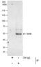 SS18 Subunit Of BAF Chromatin Remodeling Complex antibody, PA5-35989, Invitrogen Antibodies, Immunoprecipitation image 