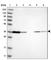 Tumor Protein P53 Inducible Protein 3 antibody, HPA022012, Atlas Antibodies, Western Blot image 