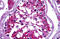 Peroxiredoxin 6 antibody, MBS243071, MyBioSource, Immunohistochemistry frozen image 
