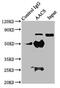 Acetoacetyl-CoA Synthetase antibody, CSB-PA001012LA01HU, Cusabio, Immunoprecipitation image 