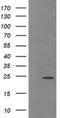 Trafficking Protein Particle Complex 4 antibody, NBP2-46204, Novus Biologicals, Western Blot image 