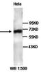 Heat shock 70 kDa protein 1A/1B antibody, orb77264, Biorbyt, Western Blot image 