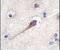 Hippocalcin antibody, PA5-11653, Invitrogen Antibodies, Immunohistochemistry frozen image 
