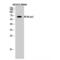 p65 antibody, LS-C384891, Lifespan Biosciences, Western Blot image 