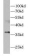 Aspartoacylase antibody, FNab00645, FineTest, Western Blot image 