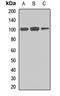 FYVE, RhoGEF And PH Domain Containing 4 antibody, orb412802, Biorbyt, Western Blot image 