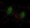 HsMAD2 antibody, LS-C100546, Lifespan Biosciences, Immunofluorescence image 