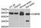 Complement Component 4 Binding Protein Beta antibody, abx004862, Abbexa, Western Blot image 