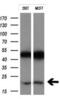 Cancer/testis antigen 1 antibody, NBP2-46386, Novus Biologicals, Western Blot image 