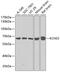 Potassium Voltage-Gated Channel Modifier Subfamily S Member 3 antibody, 23-270, ProSci, Western Blot image 