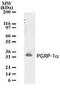 Peptidoglycan Recognition Protein 3 antibody, MA1-41125, Invitrogen Antibodies, Western Blot image 