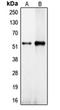 Centrosomal Protein 57 antibody, orb214923, Biorbyt, Western Blot image 