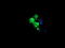 Leucine carboxyl methyltransferase 1 antibody, LS-C173084, Lifespan Biosciences, Immunofluorescence image 